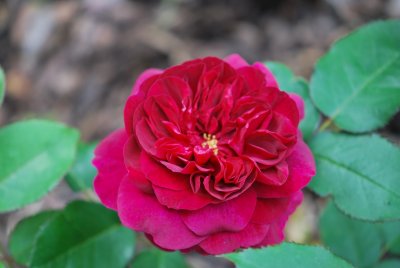 Rosa 'Darcey Bussell' - růže anglická (David Austin, 1961, Anglie)